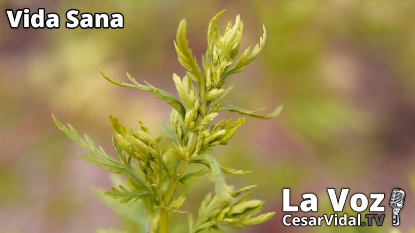Vida Sana: Artemisia Annua: El té medicinal chino - 27/10/21