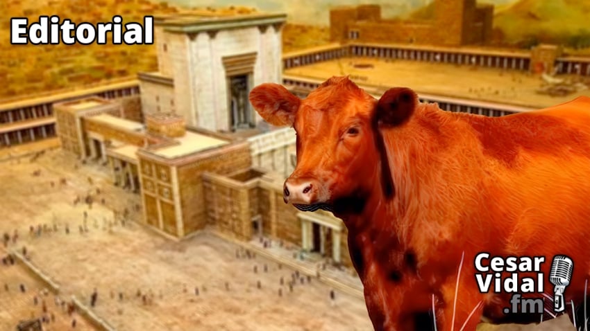 Editorial: La vaca roja, el Templo de Jerusalén y la venida del Mesías - 16/04/24